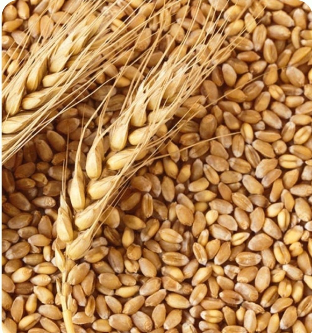 Зерно пшениці та ячменю