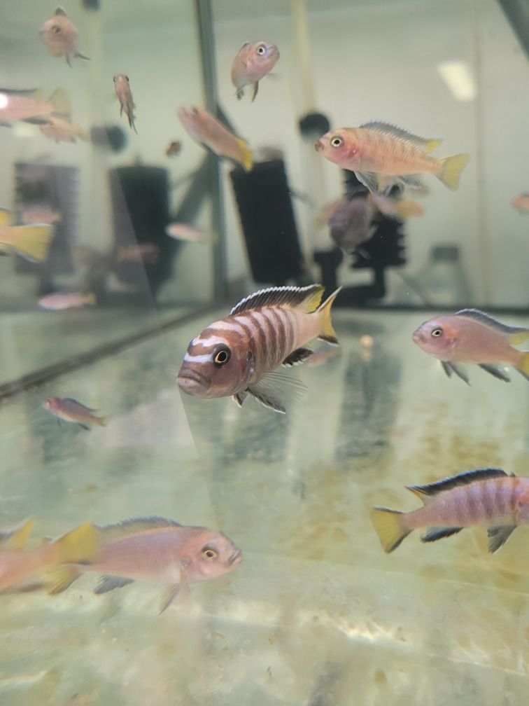 Pyszczak Pseudotropheus elongatus Mphanga, Możliwa