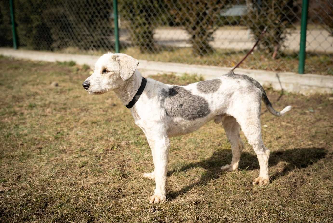 Pony szuka domu. Adoptuj!