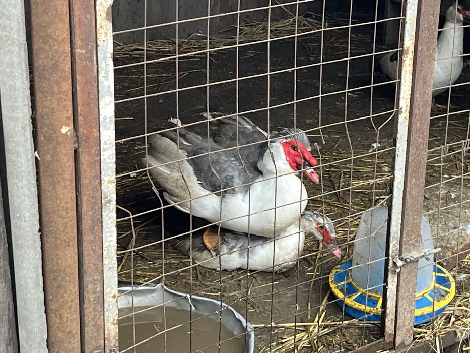 Мускусні качки німецької лінії