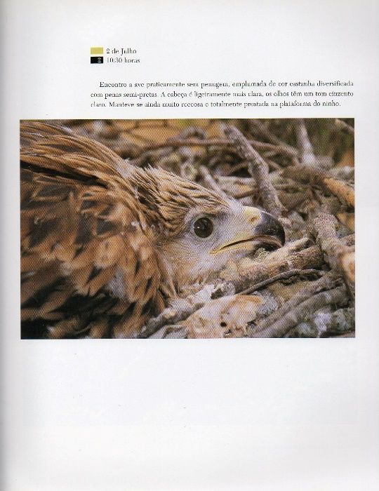 Livro Aves de rapina Testemunhos da vida selvagem