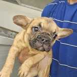 Bulldog francês femea