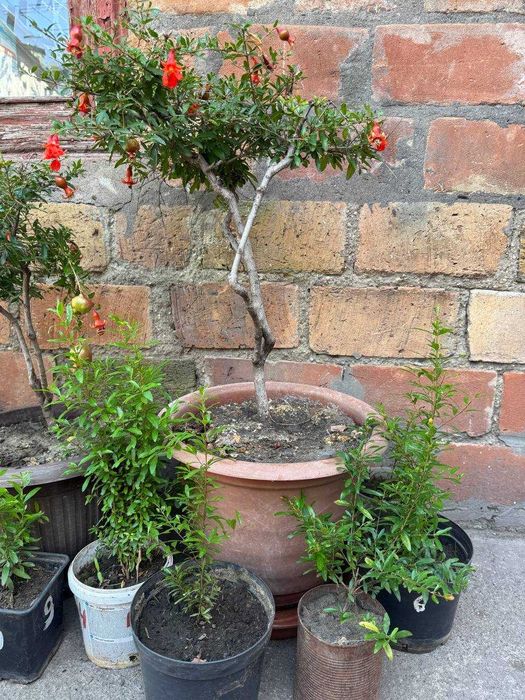 Карликовый гранат Нана (комнатный)