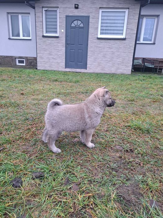 Łajki zachodniosyberyjske