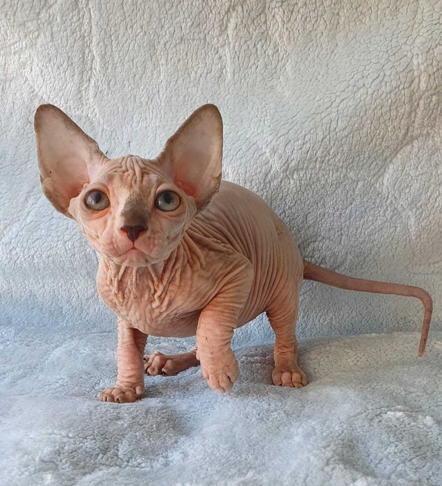 Оливия - девочка породы Канадский сфинкс