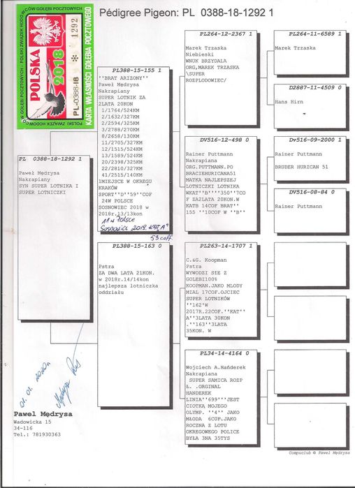 Młode para 117 Medrysa wnuk Arizony x 2x Rudego gołąb gołębie pocztowe
