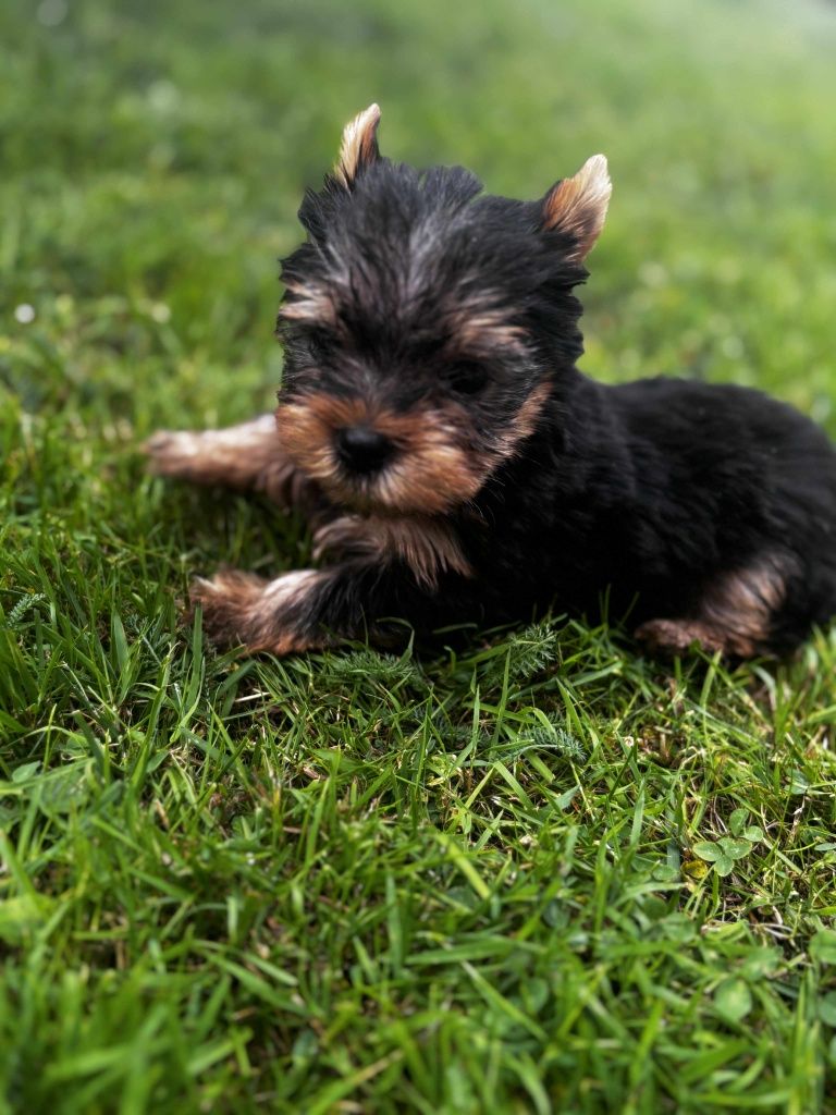 Piesek rasy Yorkshire terrier GOTOWY DO ODBIORU