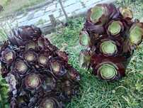 Lindas plantas de exterior duram o ano inteiro