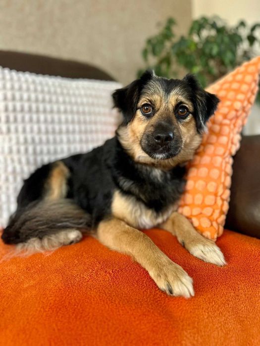 Arizona - roczna suczka do adopcji!