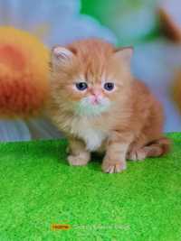 Руде кошеня персидський класичний хлопчик