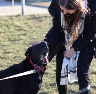 Bolek w typie labradora do adopcji
