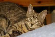 Cudowne koty do adopcji
