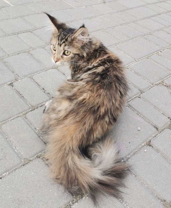 Кошенята Мейн-кун