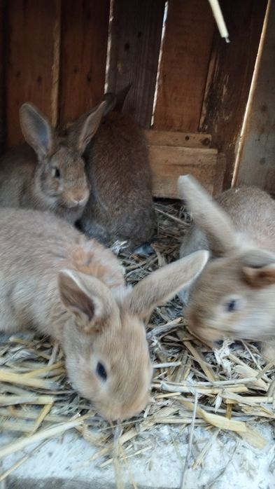 Króliki duży wybór