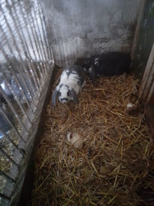 Samice baran francuski