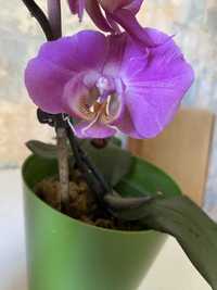 Орхидея с деткой
