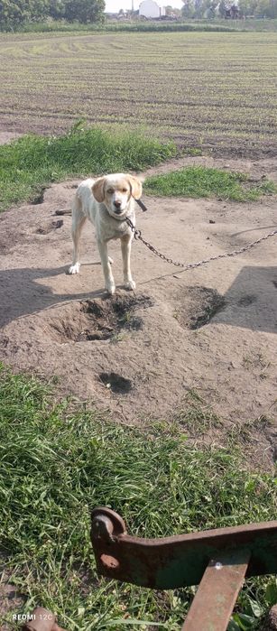 Віддамо грайливих собачок