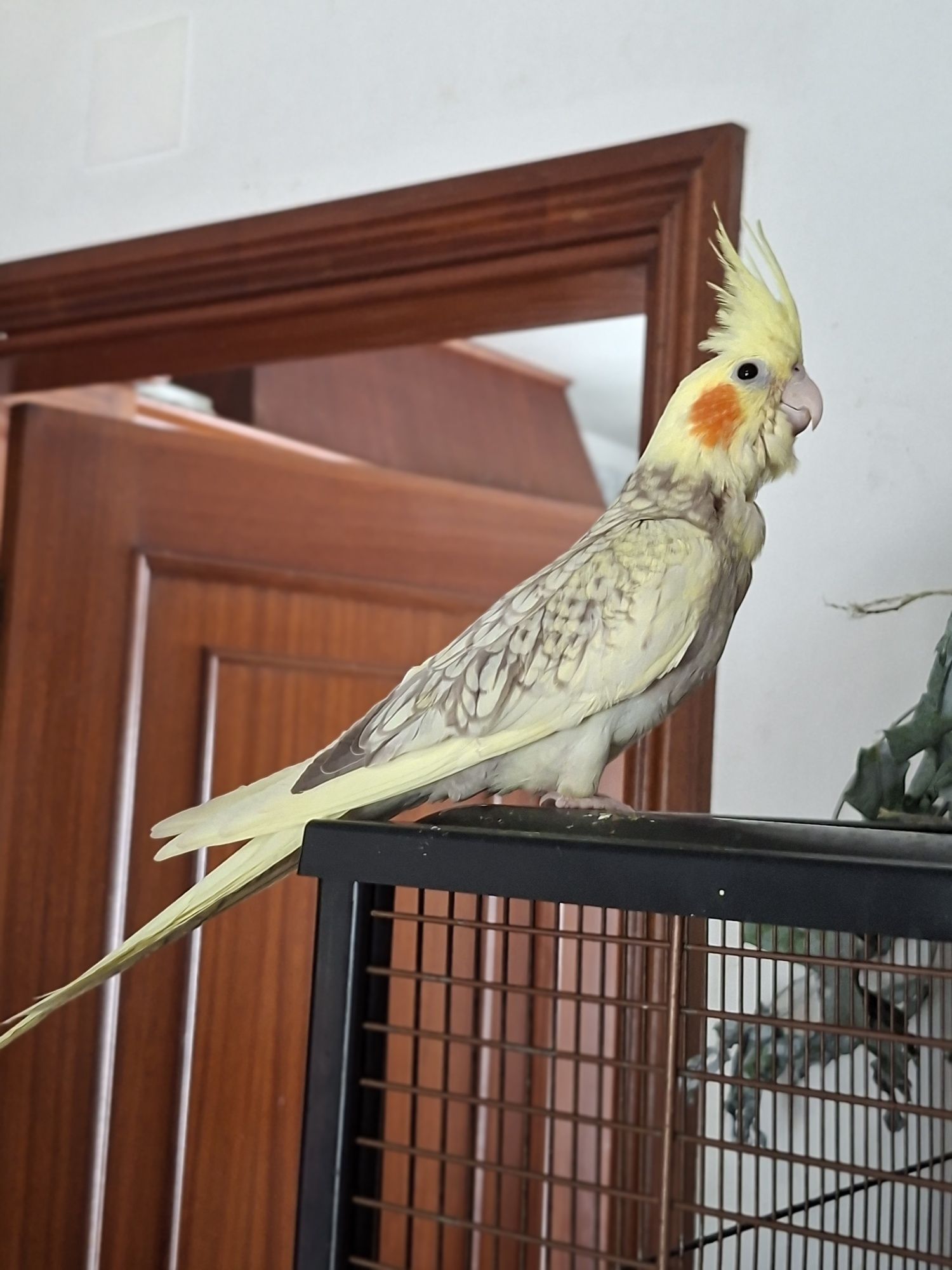Caturra amarela pérola domesticada