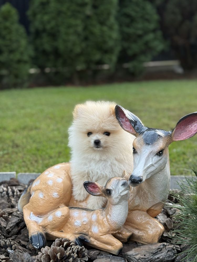 Шпиц хлопчик міні