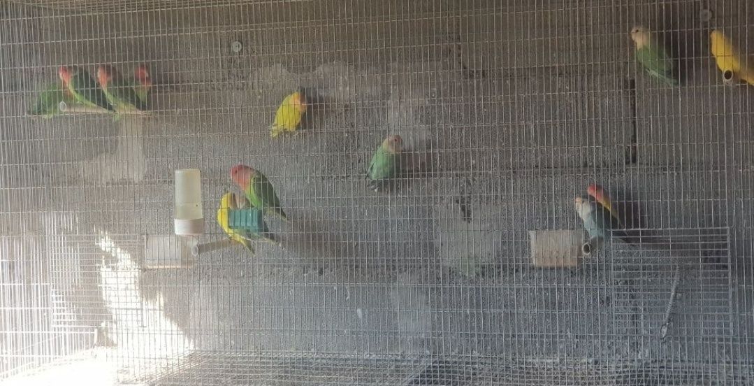 Agapornis roseicollis e longfeaters