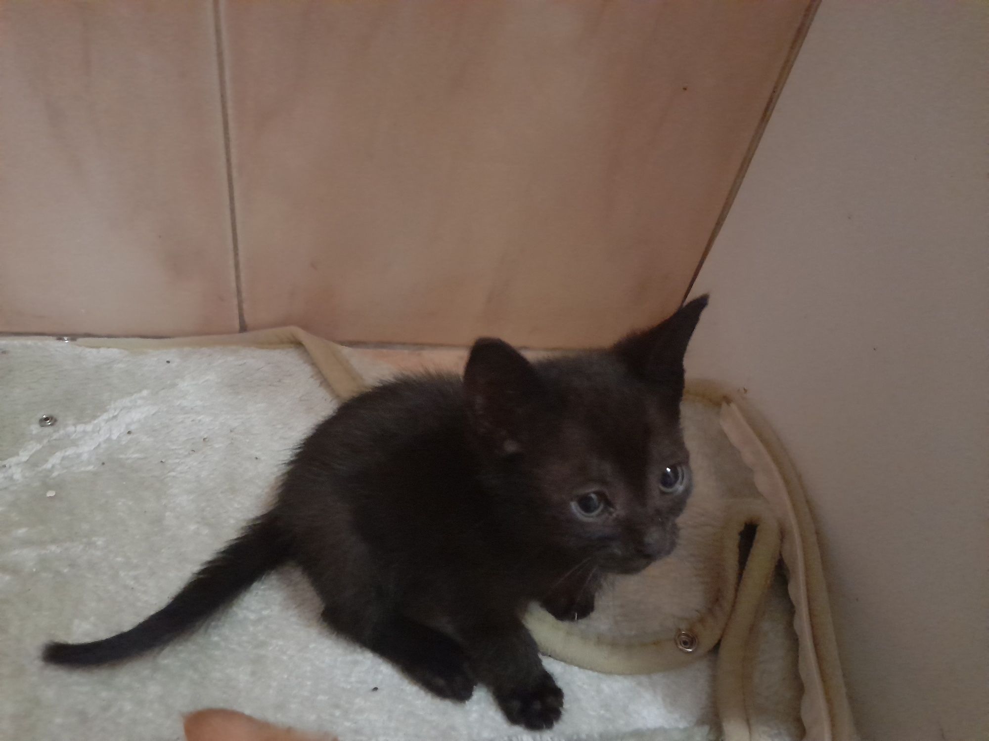 Gatinhos para adopção