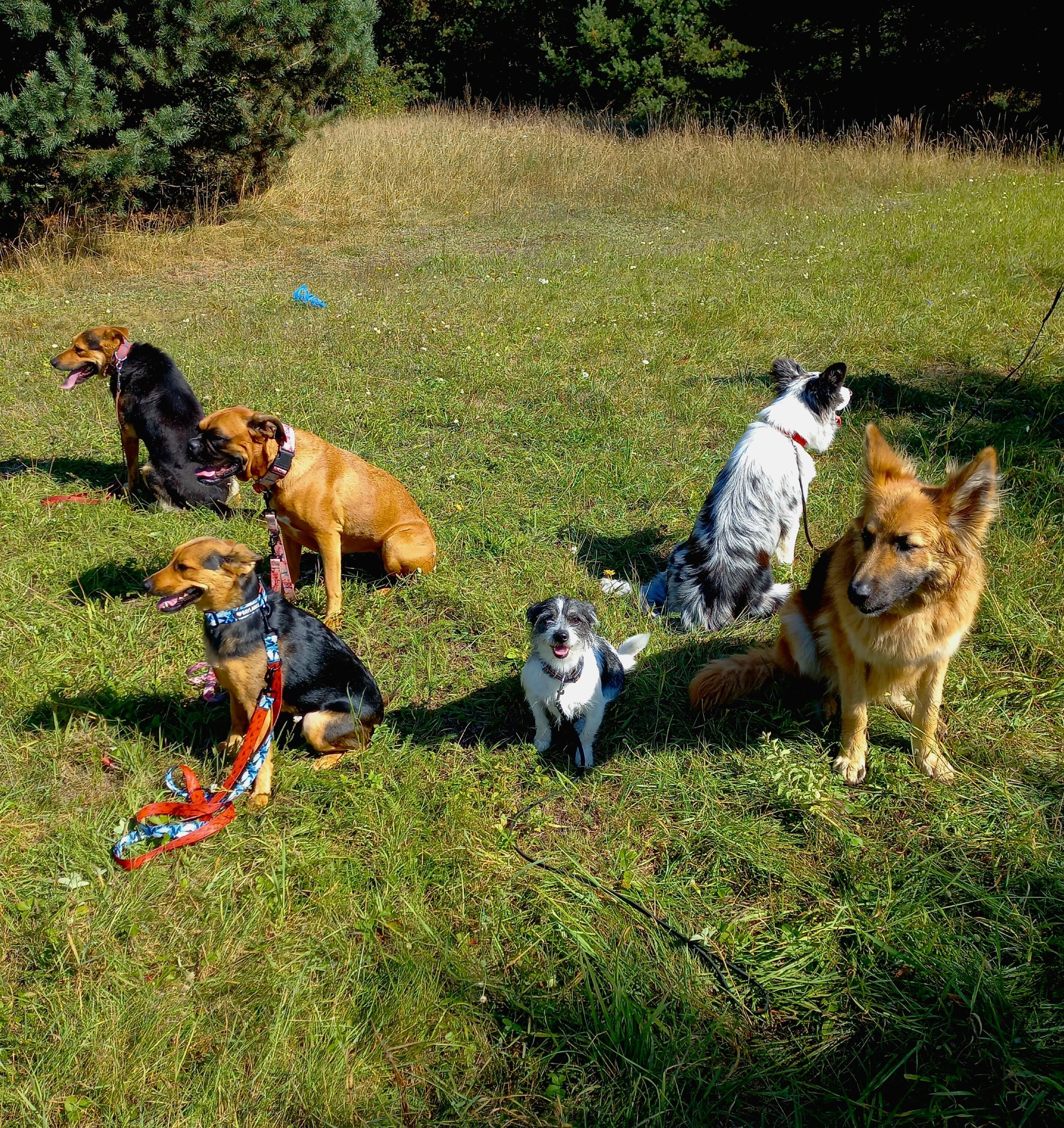 Obedience, szkolenie psów, behawiorystka