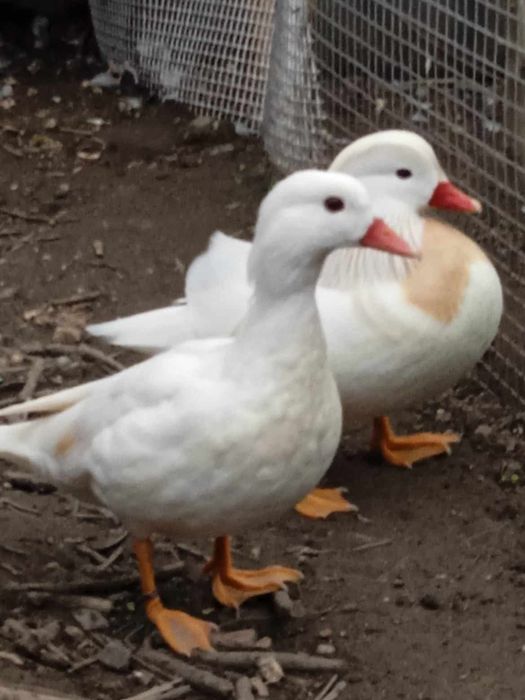 Pato mandarim branco