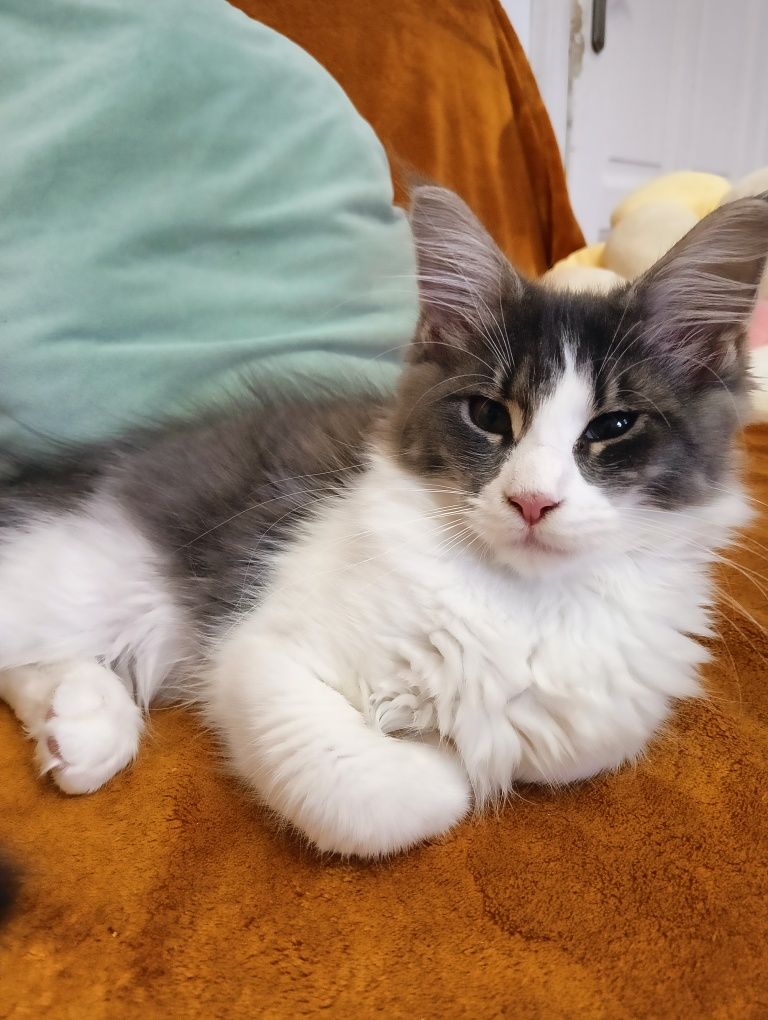 Maine coon kotka niebieska z białym pręgowana rodowód FPL