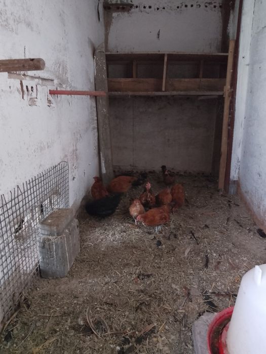 Sprzedam cwergi kury i koguty