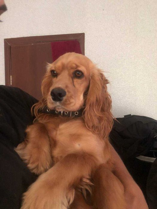 Відаємо цуценят англійського спаніеля