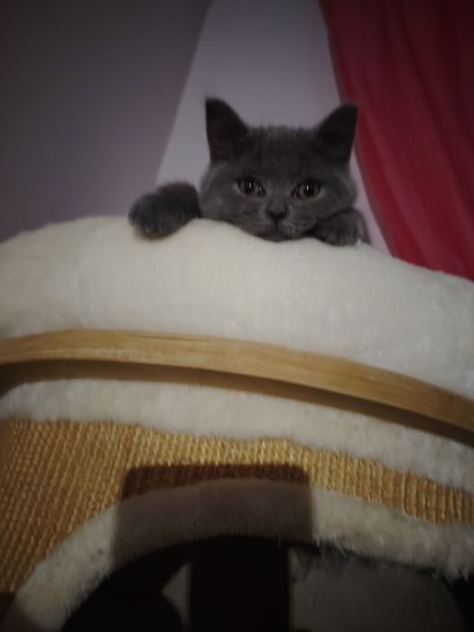 Kotka brytyjska krótkowłosa