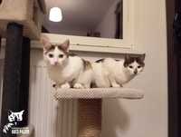 Daenerys i Viseria - kotki, koty, kociaki do adopji