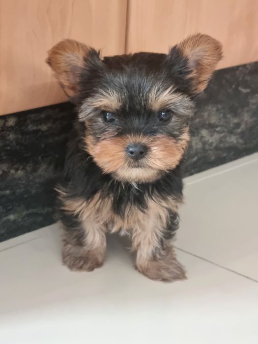 Yorkshire Terrier mini