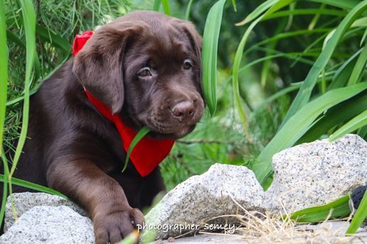 Шоколадный Лабрадор с Документами ЧИП Доставка в Германию