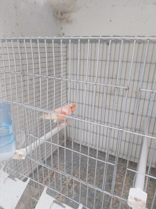 Aves a procura de nova gaiola