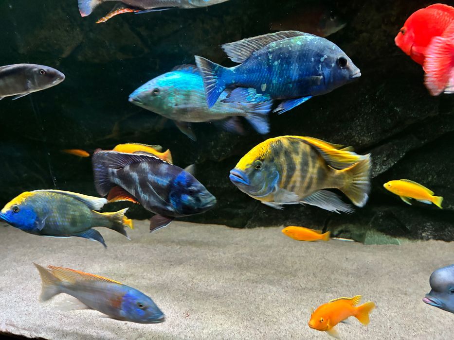 Akwarium / Rybki - Pyszczaki  z jeziora Malawi