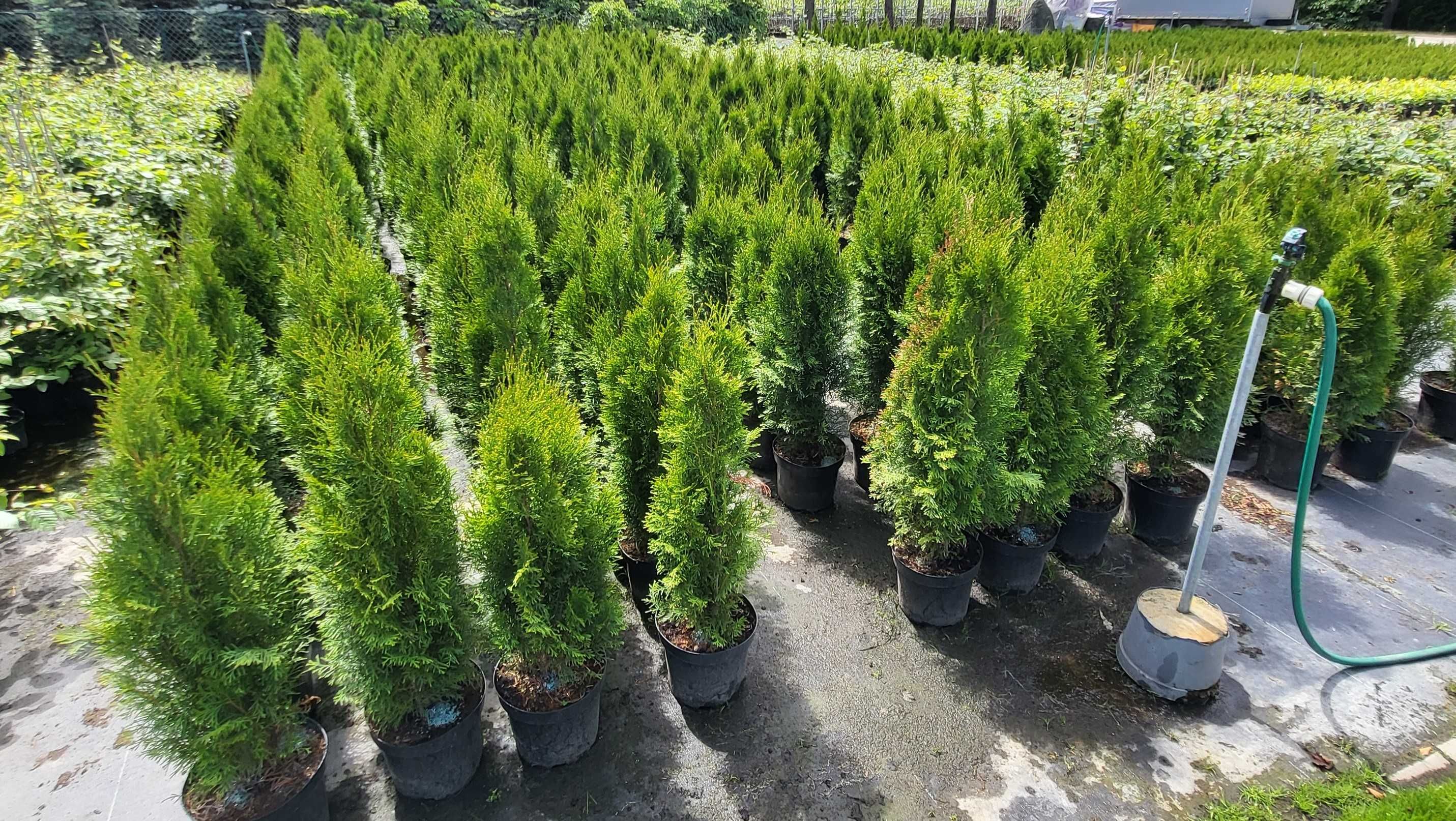 Tuja Szmaragd, Thuja Szmaragd, h-140cm