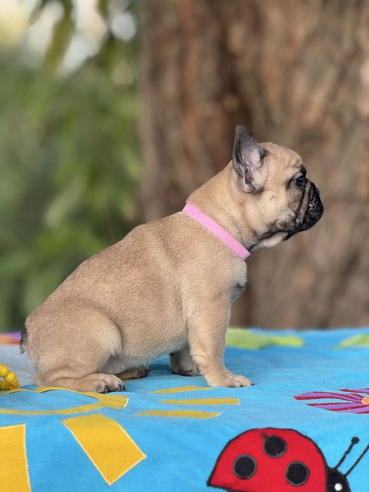 Дівчинка КСУ від батьків Чемпіонів Украіни
