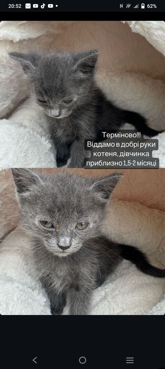 Віддам кошенят в хороші руки