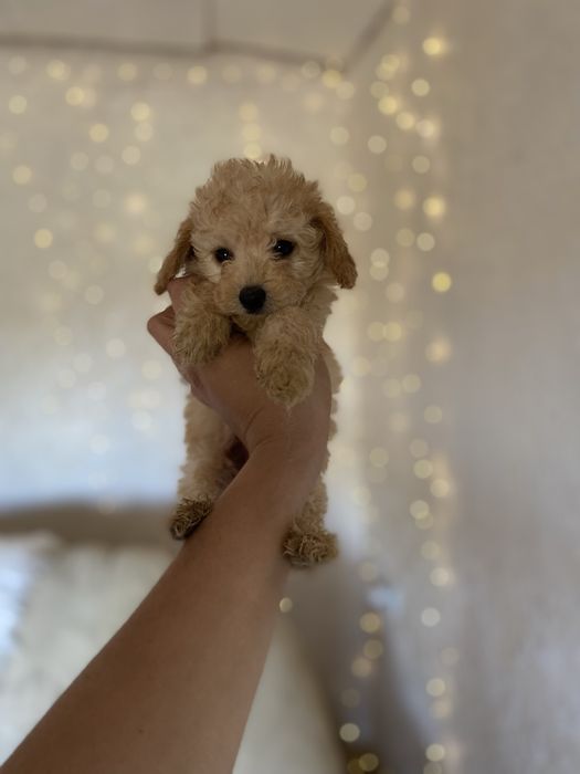 Мальтипу мини ф1 девочка беби фейс