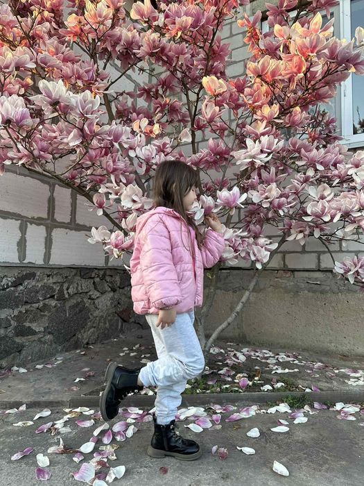 Магнолія Джені Суланжа Сенсація Альба Нігра Дафні Вулкан Енн Рустіка