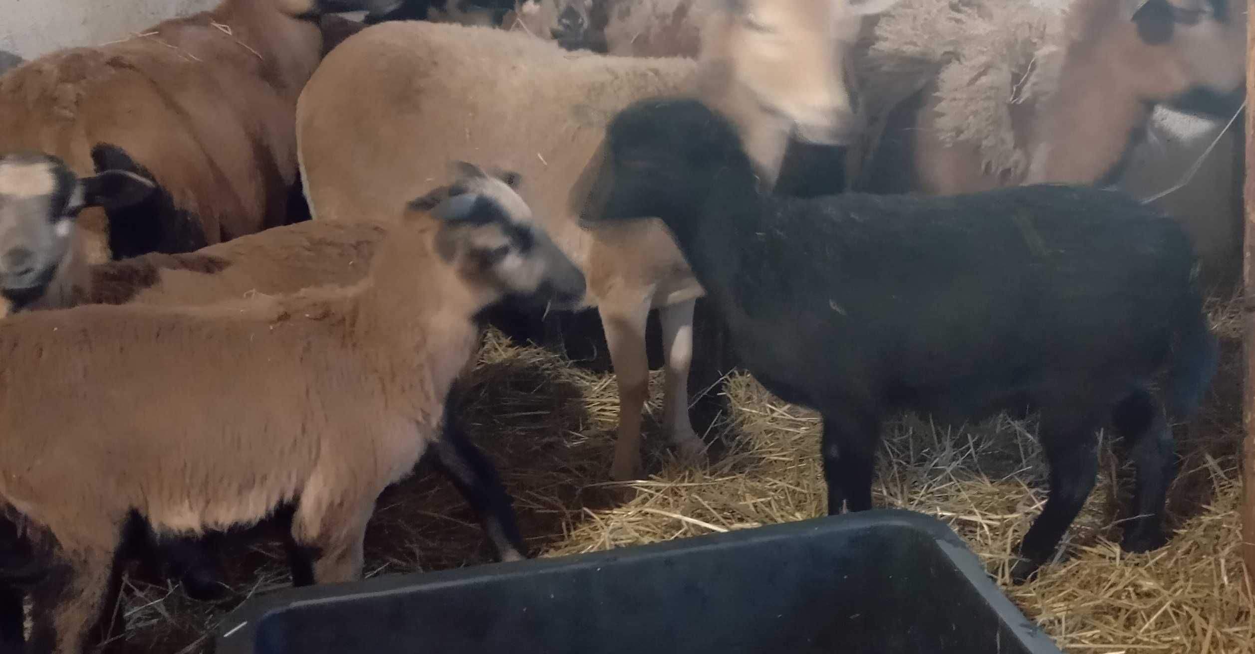 owce kameruńskie baranki owieczki