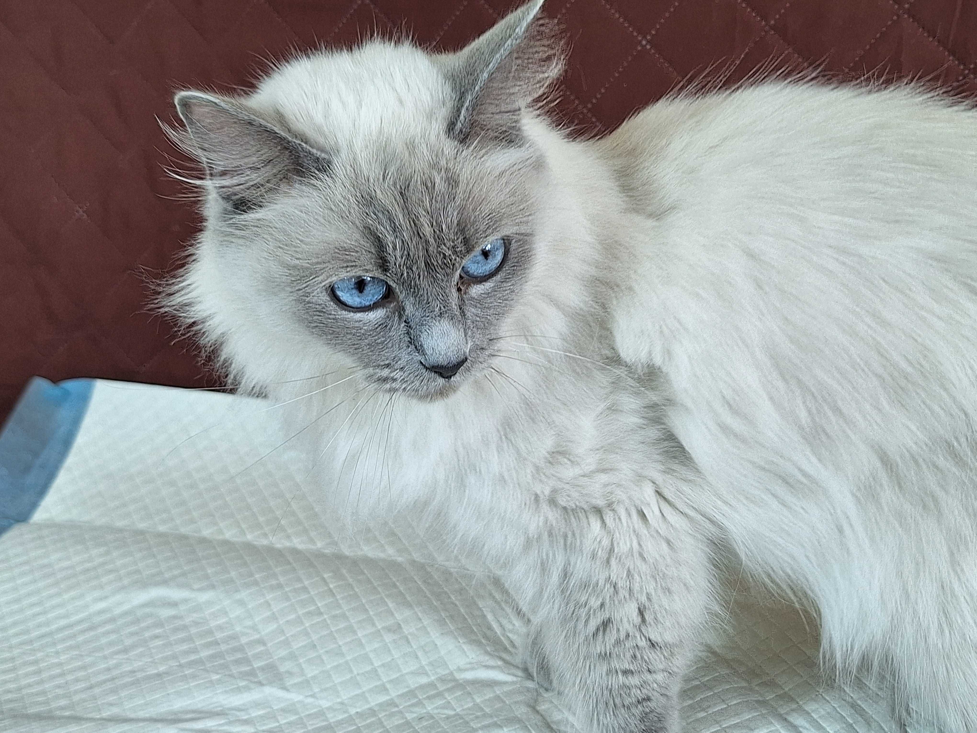 Kotka rasy Ragdoll