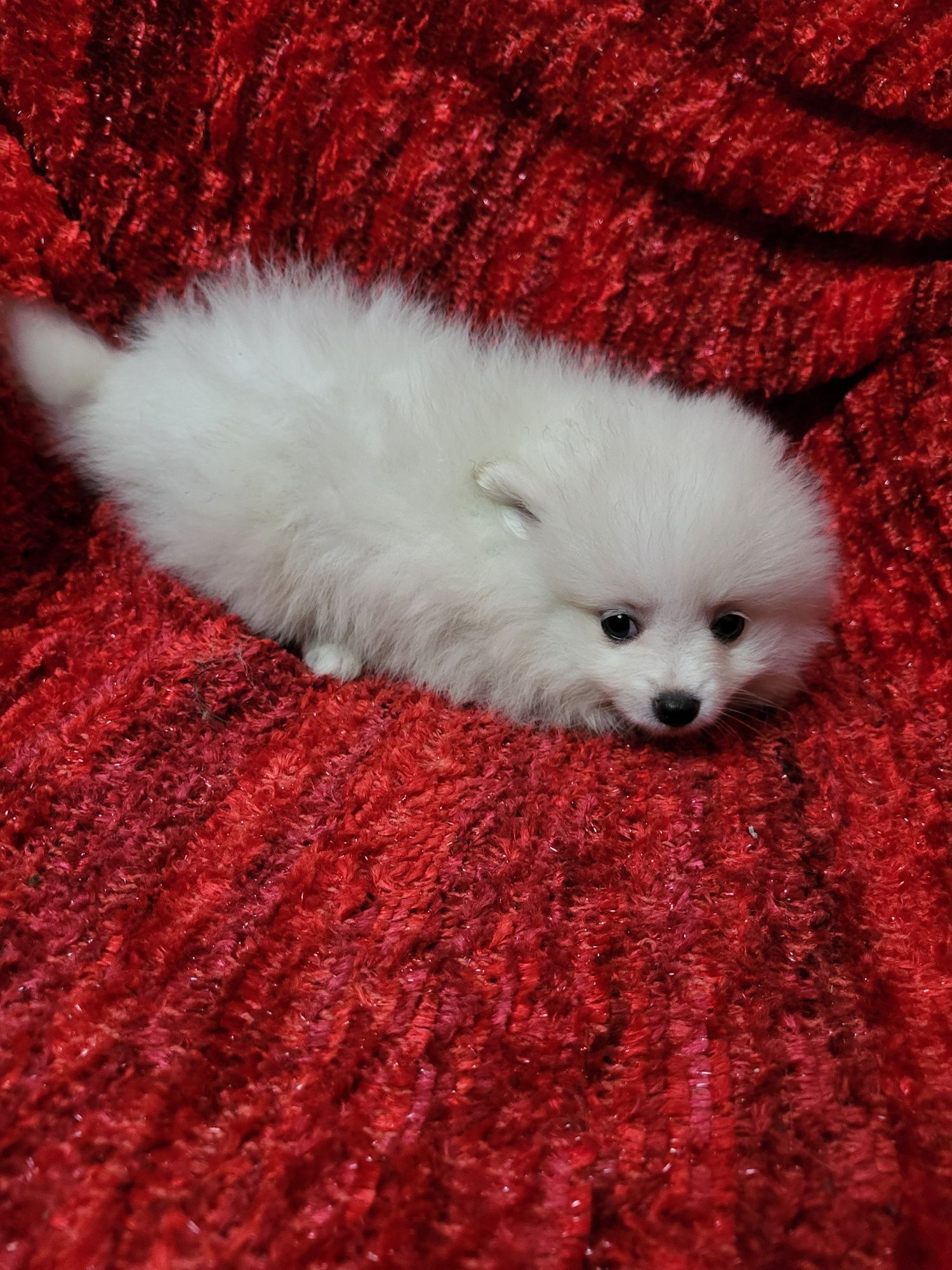Spitz anão lulu da Pomerânia, fantástico