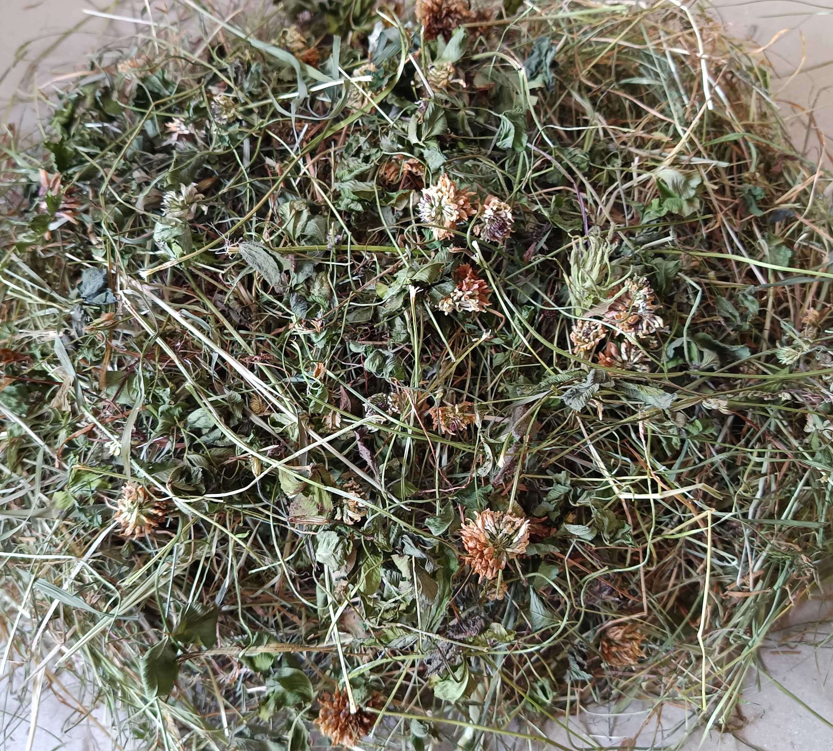 Siano Chincha Z Borów Tucholskich Zielone Pachnące 4kg Królik Gryzonie