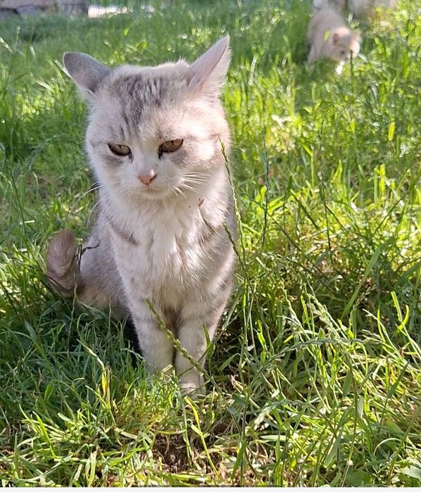 Риженке британське кошенятко