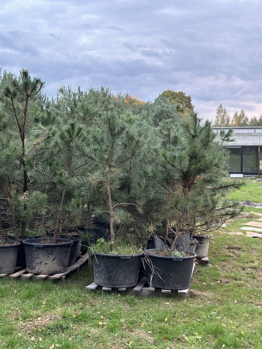 Sosna zwyczajna 200 cm