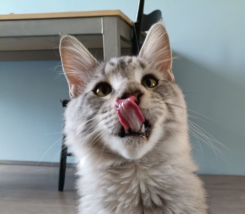 Maine coon kocurek srebrny rodowód FPL