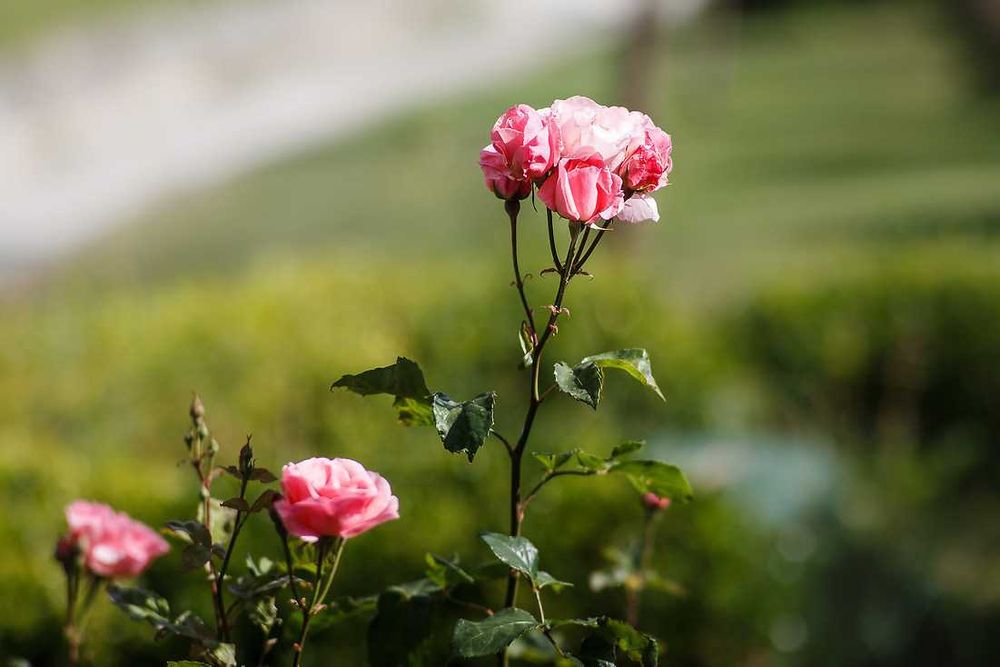 UNIKAT! Carl Zeiss Planar 135mm f/2.0 T* (C/Y) | Absolutny KRÓL BOKEH