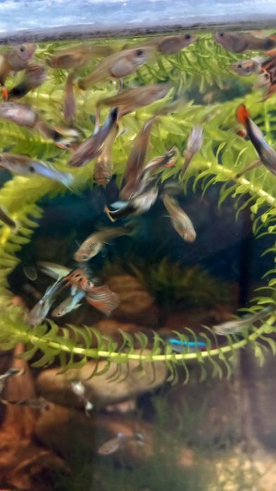 Glupiki rybki akwariowe